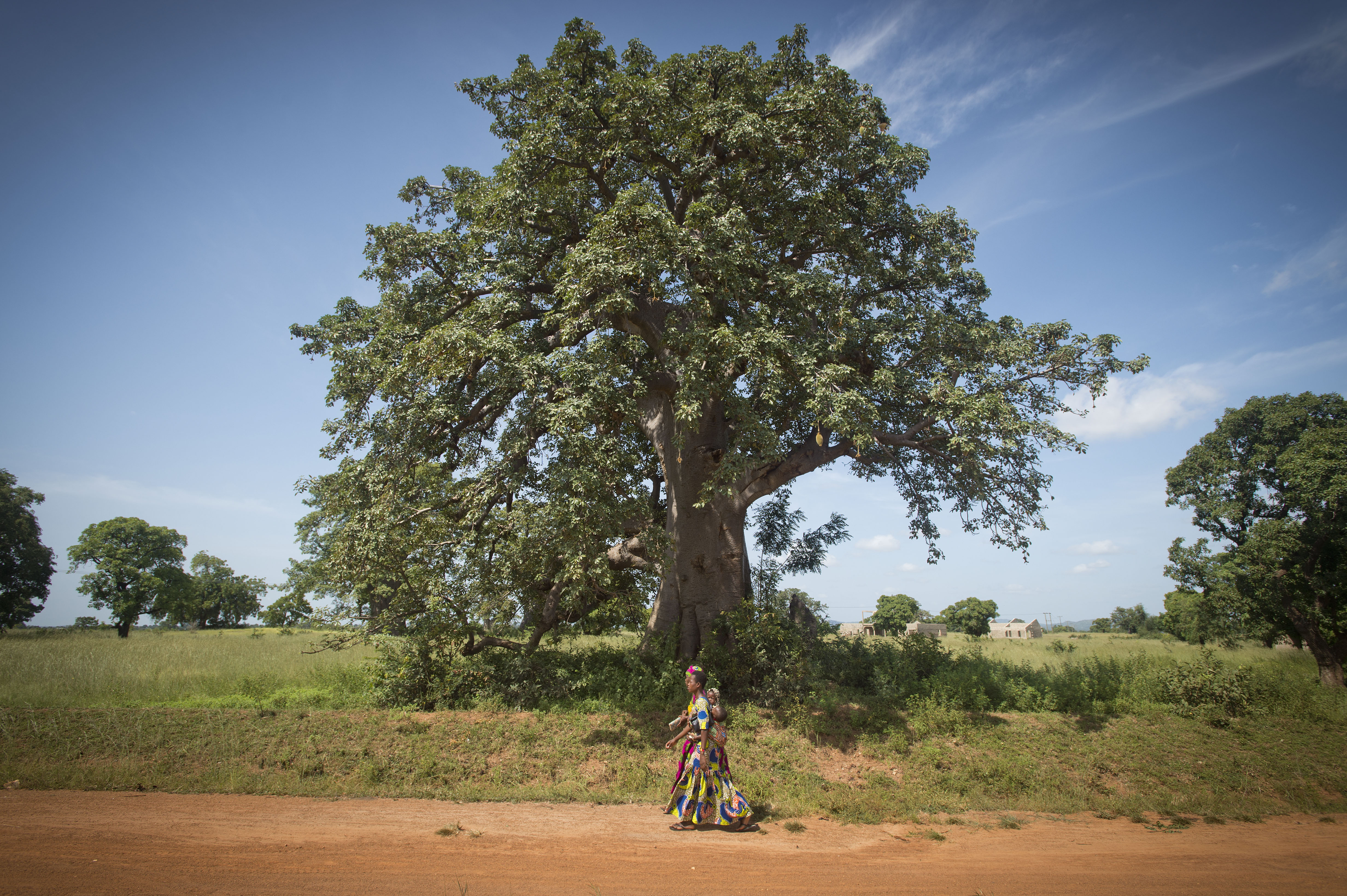 A woman walking on a path in northern Ghana with a large tree behind her. Photo credit: Rowan Griffiths, Daily Mirror.