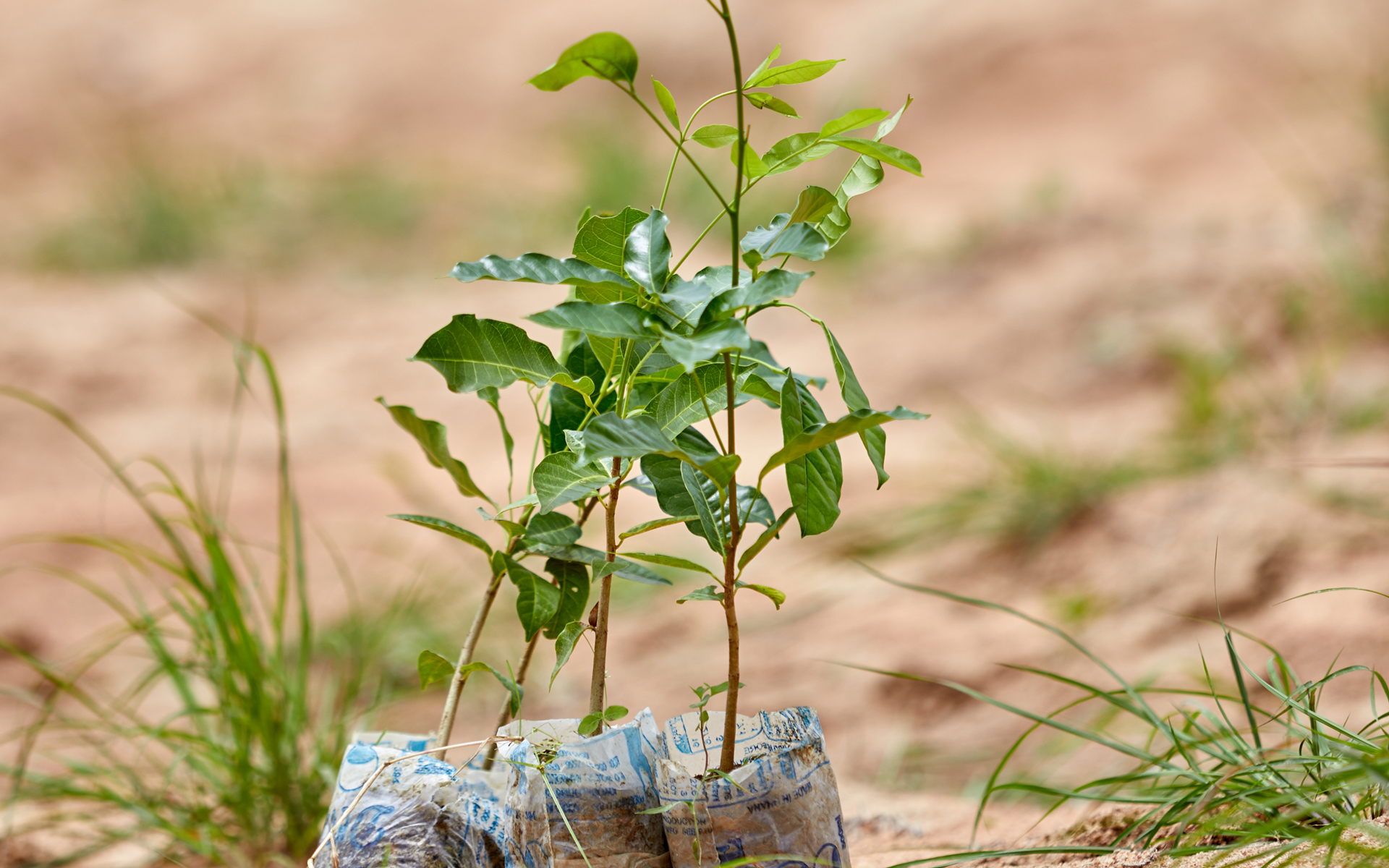 Close up of tree saplings ready to be planted.