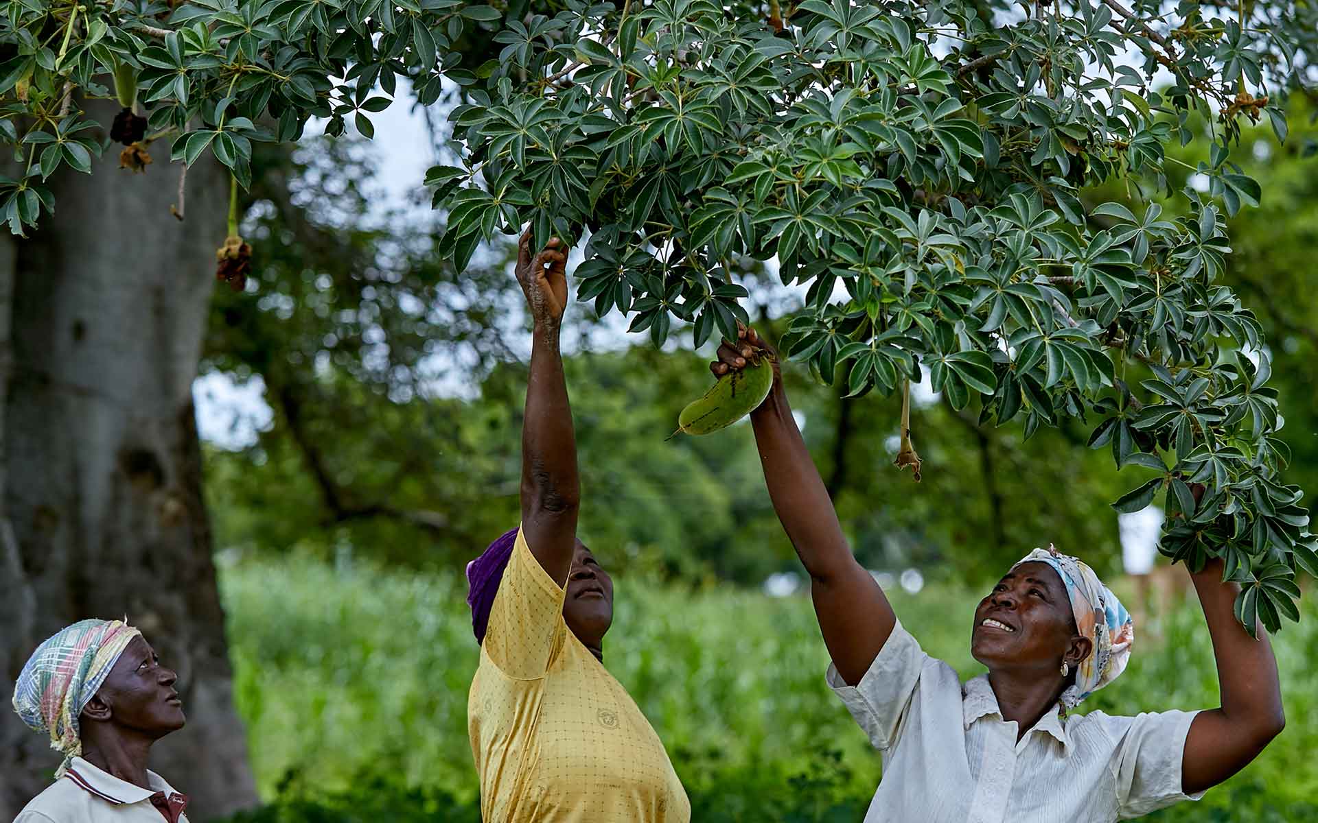 Women in a village in northern Ghana reaching up to pick baobab fruits from the tree.
