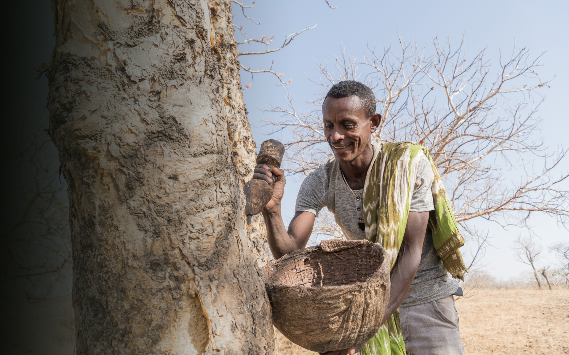 Soloman extracting frankincense from a tree in his community