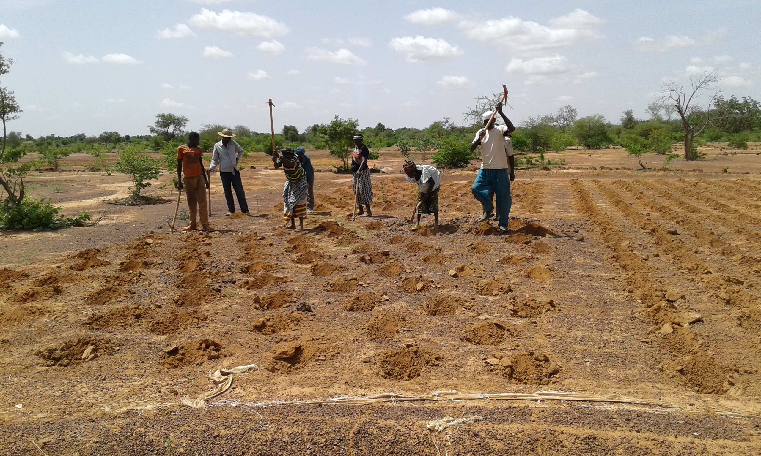 Community members digging zai pits in the land - these help to conserve water and nutrients in the soil.
