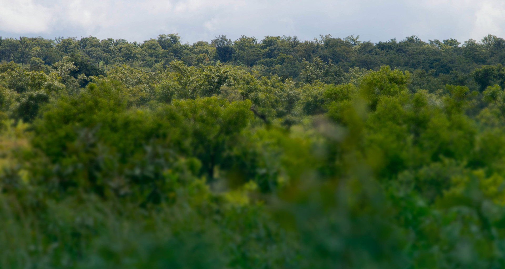 Tree skyline in Yendi in Northern Ghana. Photo credit: Rowan Griffiths, Daily Mirror.