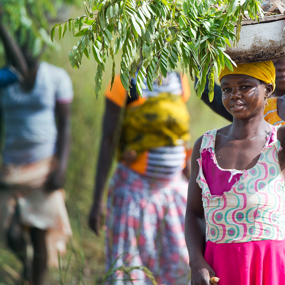 Women in northern Ghana walking in a line with tree saplings in buckets on their heads before planting them. Photo credit: Rowan Griffiths, Daily Mirror.