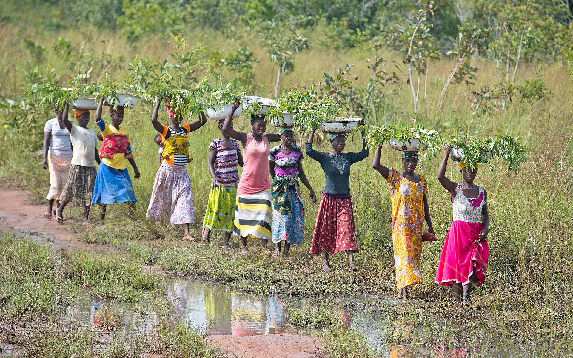 Women in Ghana carrying tree saplings on their heads to a planting site where they will plant them, helping to grow the Great Green Wall. Photo credit: Rowan Griffiths, Daily Mirror.