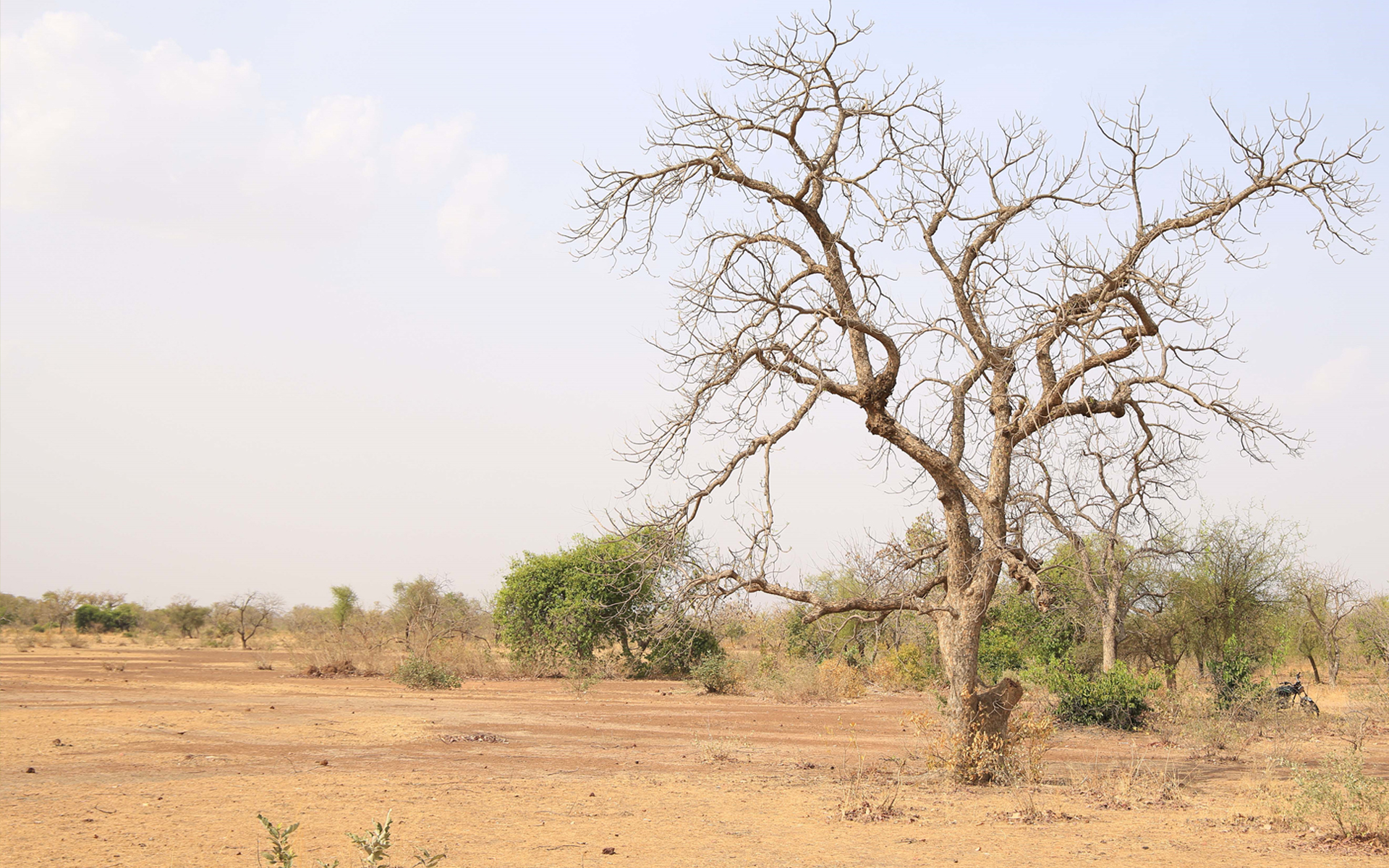 An arid landscape in Burkina Faso that has been degraded by deforestation. 