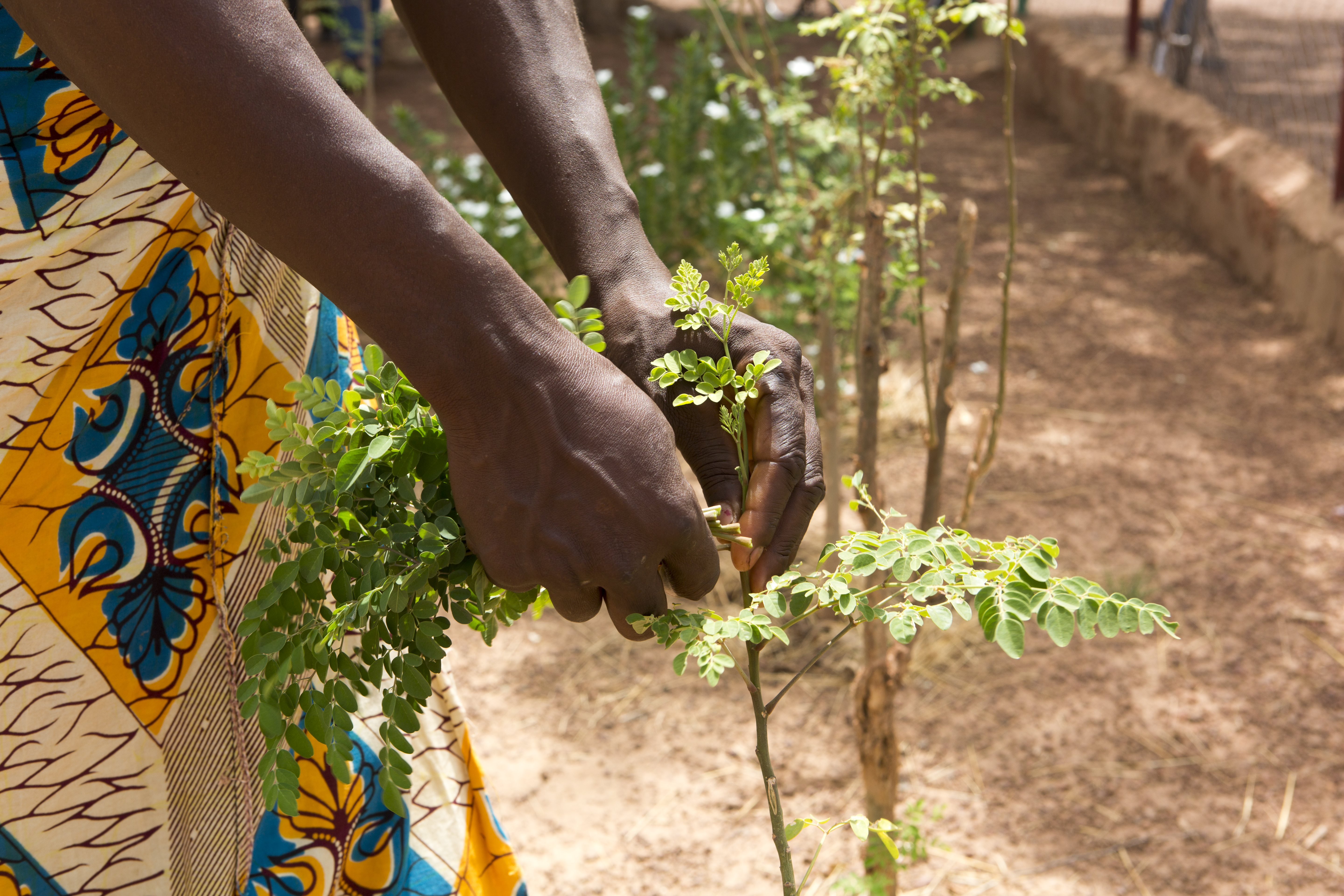 Close up of a woman harvesting leaves from a moringa tree to eat and sell.