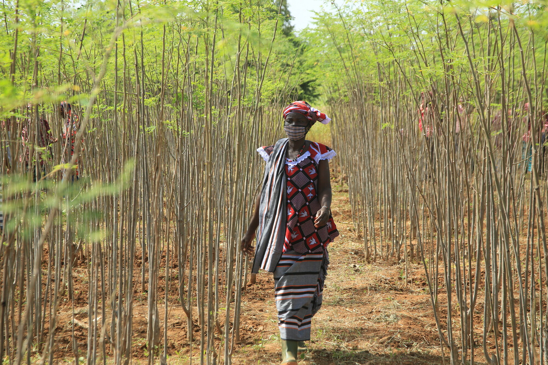 A woman in the Sahel walking through a tree planting nursery 