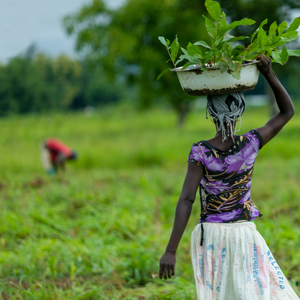 A woman in northern Ghana walking away with a bowl of tree saplings on her head, ready to plant them in her community.