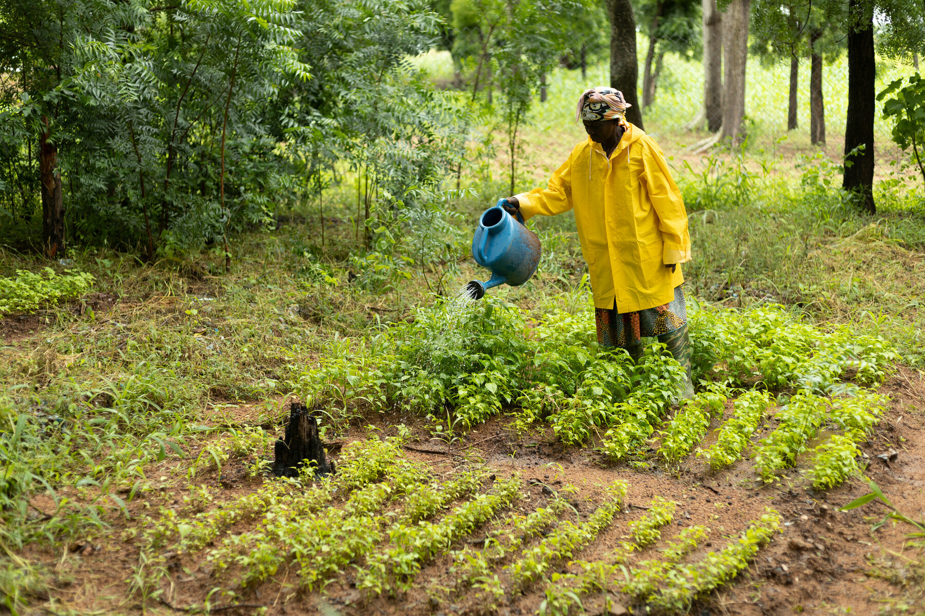 Adumpoka watering trees in a nursery
