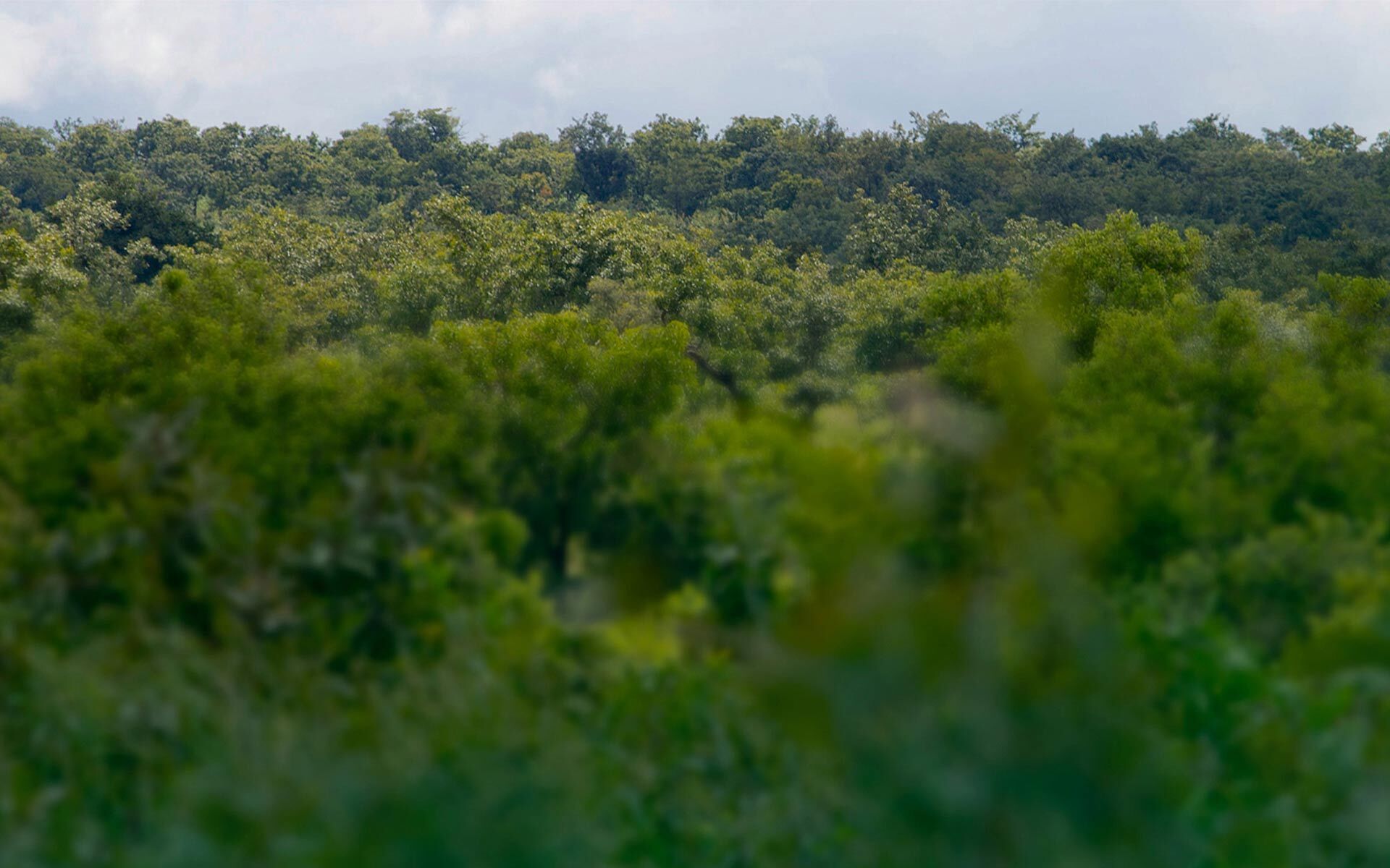 Tree skyline in Yendi in Northern Ghana. Photo credit: Rowan Griffiths, Daily Mirror.