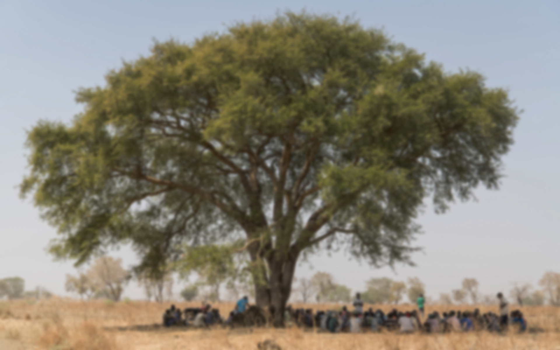 A community gathered underneath a large tree in Ethiopia.