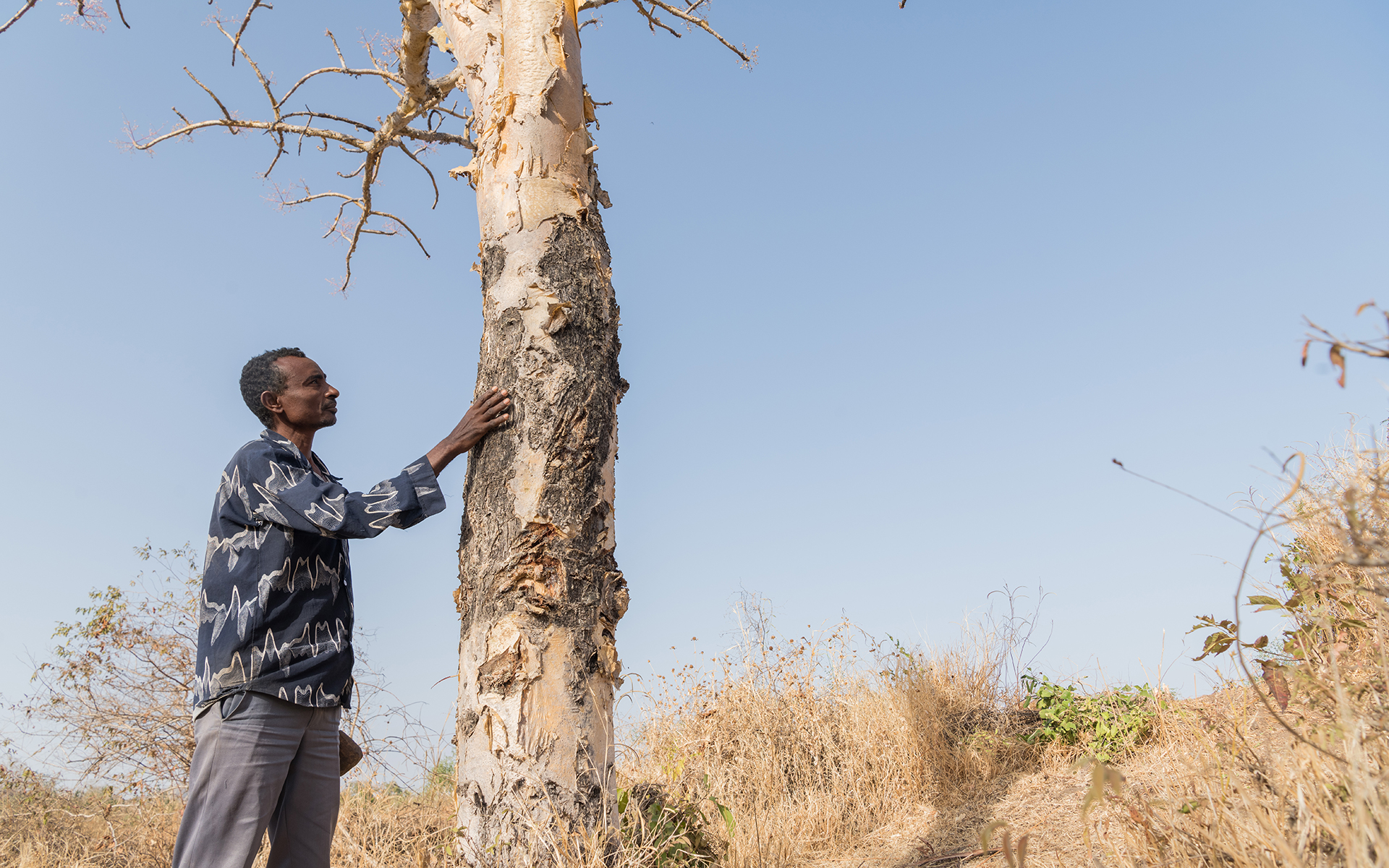 Derese looking at a healthy frankincense tree in his community