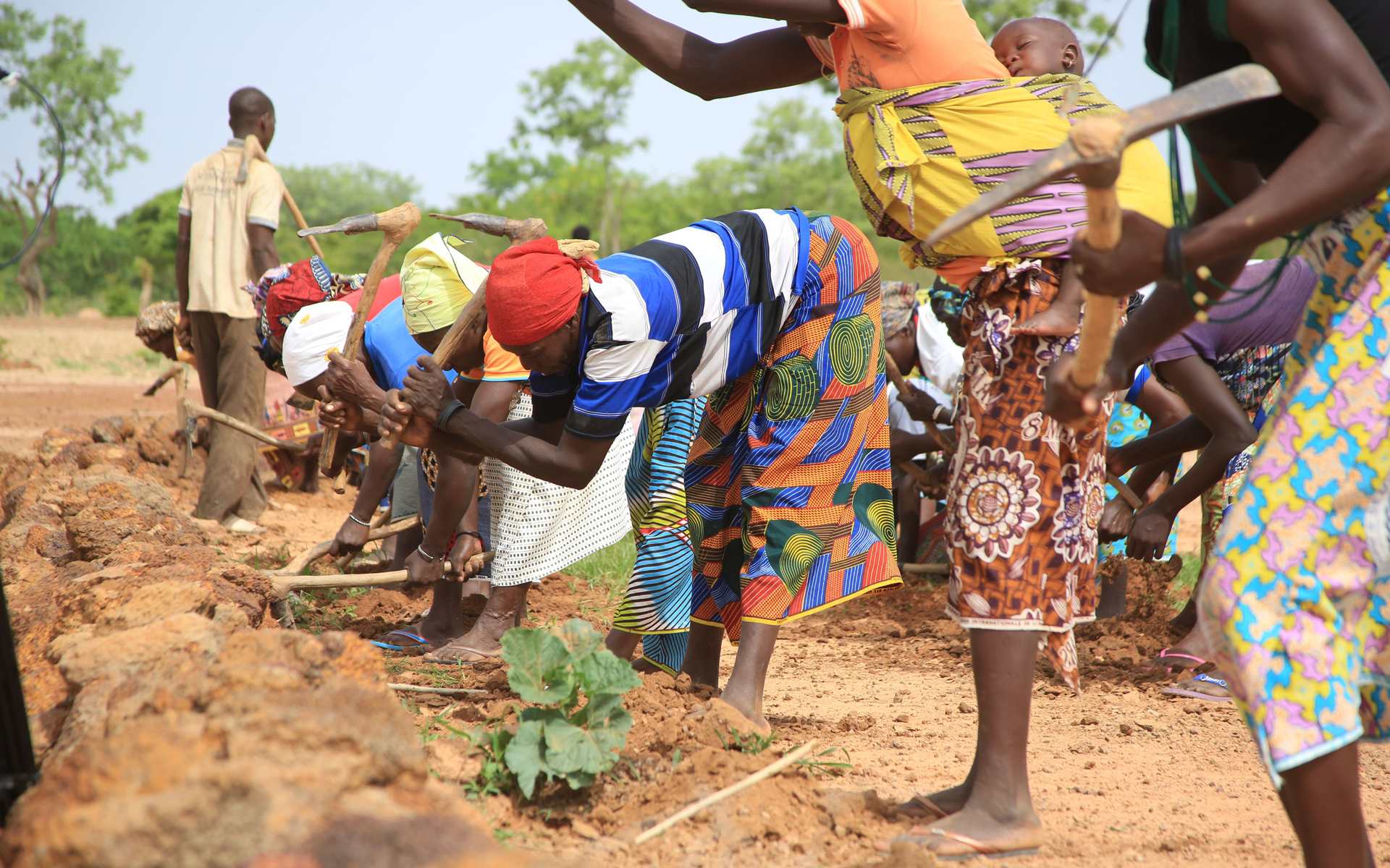 Women in Burkina Faso using land regeneration techniques improve the soil fertility and help trees to grow, contributing to the Great Green Wall.